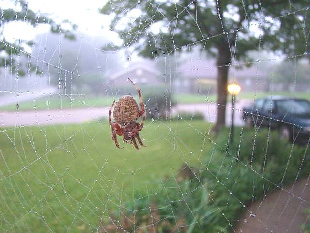Texas critters spider Western spotted orbweaver