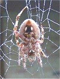Texas spider